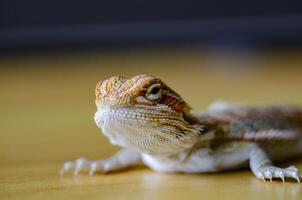 Close up of bearded dragon on wooden background with customizable space for text photo