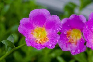 Close up of Portulaca flowers taken after rainy day with customizable space for text or message photo