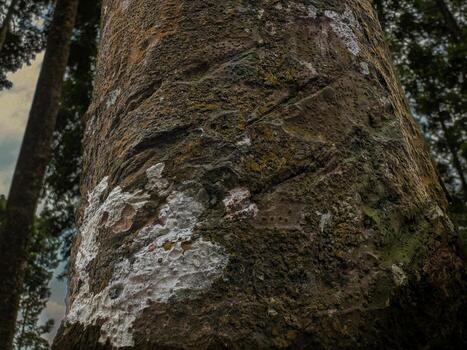 a large tree with a large trunk and a large tree photo
