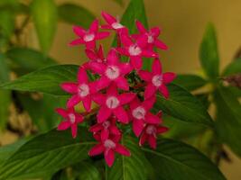 a pink flower with white centers photo
