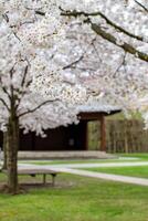 View of blooming sakura trees in a Japanese-style park photo
