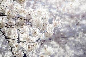View of the lushly blooming branches of white sakura photo