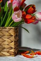 Bouquet of pink and red tulips in a wicker basket with fallen petals. photo