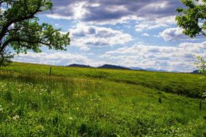 Blooming alpine mountain meadow in spring on a sunny day photo