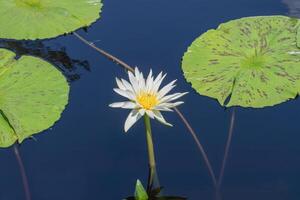 Dot-Leaf Water Lily on a Bright Sunny Day photo