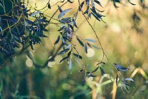 Leaves of white willow with out of focus background photo