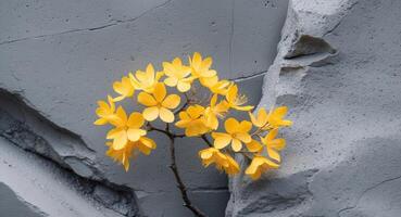 Mimosa blossoms in vibrant yellow on a textured gray surface highlighting a stylish color contrast for modern design concepts photo