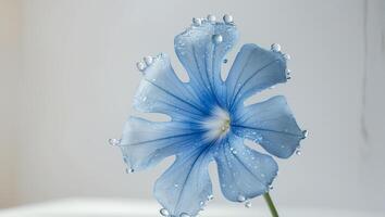 A single blue flower with water droplets on it photo