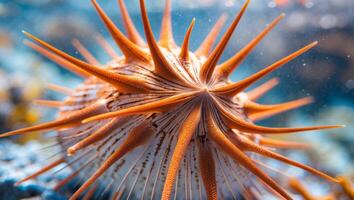 Closeup of an Orange Sea Urchin Shell with Vibrant Spikes UnderwaterCloseup of an Orange Sea Urchin Shell with Vibrant Spikes Underwater. photo