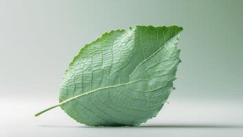 Green leaf with a lot of cracks and ridges. photo