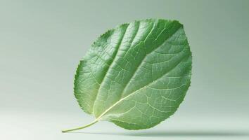 Green leaf with a lot of cracks and ridges.Green leaf with a lot of cracks and ridges. photo