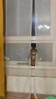 A cute striped cat is curiously peeking between the curtains while sitting on the white windowsill. photo