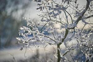 Frost ice snow on branches morning light photo