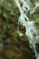 Spider in the summer forest, white insect in macro photo