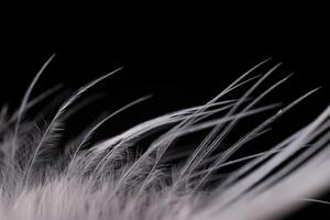 White texture abstract on black background, bird feather photo