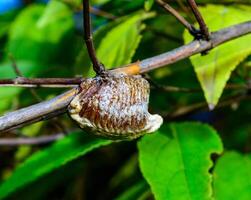 Hierodula transcaucasica - ootheca, a cocoon with eggs of an invasive mantis in Ukraine attached to a twig against the background of leaves photo