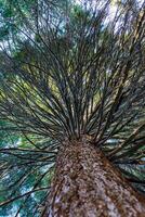Bottom-up view along the trunk of a coniferous tree on the crown with branches in the garden, Ukraine photo