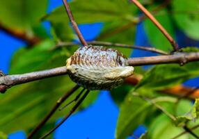 Hierodula transcaucasica ootheca, a cocoon with eggs of an invasive mantis in Ukraine attached to a twig against the background of leaves photo
