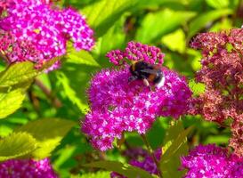 Bombus sp. - Little bumblebee collects nectar on flowers in the garden photo