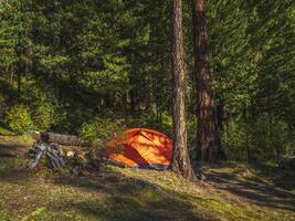 orange tent under conifer trees on summer forest. photo