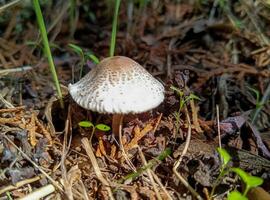 Lepiota sp. - hat saprophytic mushroom in the garden, Ukraine photo