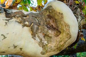 Trunk of an old sycamore tree, texture of cracked bark on a thick branch photo