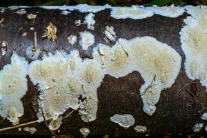 Postia rennyi - a thin layer of white fungus on the trunk of an old cherry, destroying the wood photo