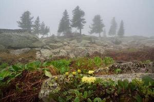 Cloudy mountain top steep thin forest. Flowering rhododendrons. photo
