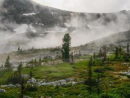 scenery with coniferous forest in thick fog photo