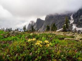 Mysterious scenery with coniferous forest in thick fog.. photo
