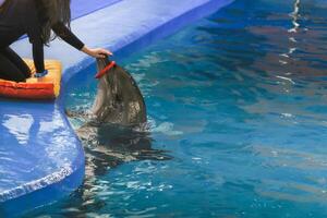 Show with dolphins. the trainer works with a trained dolphin in the pool photo