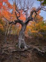 Evening autumn beech forest with fancy tree trunks. photo
