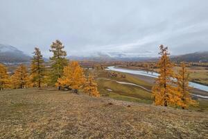 Wonderful morning landscape with mountain river in valley with forest in autumn colors on background of snowy mountains silhouettes under foggy and cloudy sky. Beautiful mountain valley in autumn. photo