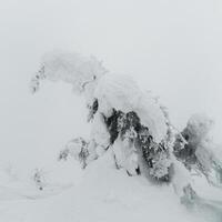 Soft focus. Magical bizarre silhouettes of trees are plastered with snow. Arctic harsh nature. Mystical fairy tale of the winter misty forest. Snow covered Christmas fir trees on mountainside. photo