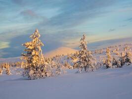 Bright sunny bizarre silhouette of fir trees are plastered with snow. Arctic harsh nature. Snow covered Christmas fir trees on mountainside against the background of a blue frosty sky. photo