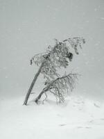 Magical bizarre silhouettes of trees are plastered with snow. Ar photo