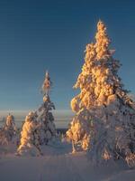 Trail through a beautiful snow-covered spruce forest. Christmas trees is covered with snow on the sunny polar forest. Dawn northern minimalistic natural background with snow spruce. photo