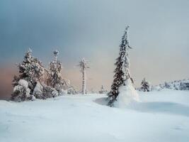 Winter minimalistic northern background with trees plastered with snow against a snow dark dramatic sky. Arctic harsh nature. Mystical fairy tale of the winter misty forest. photo
