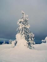 Magical bizarre silhouettes of trees are plastered with snow. Arctic harsh nature. A mystical fairy tale of the winter misty forest. Snow covered Christmas fir trees on mountainside. Square view. photo