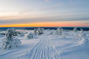 Snowmobile trail through the winter morning forest through snow-covered fir trees on the slope. Trees wrapped in snow. Amazing harsh Arctic nature. Mystical tale about a winter frosty polar. photo