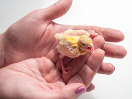 canary chick on a human palm will be warmed by love and the warmth of the sun. photo
