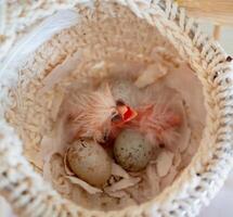 Newly hatched canary chick and eggs in the nest. Spring replenishment in the family. Breeding of songbirds at home. photo