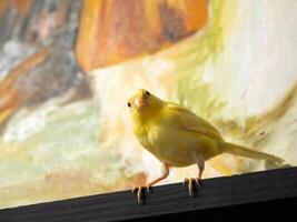 Selective focus. Young male Curious yellow canary looks at camera sitting on a wood table on a color background. Breeding songbirds at home. photo