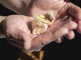 Funny helpless blind newborn chick sitting the palms. Close-up of canary chick on a human palm will be warmed by love. Spring replenishment in the family. Breeding of songbirds at home. photo