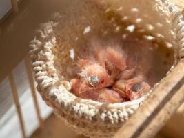 Just hatched three blind canary chicks from an egg in the nest photo