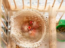 Newly hatched three canary chick and eggs in the nest. Baby chicks screams, wants to eat. Spring replenishment in the family. Breeding of songbirds at home. photo