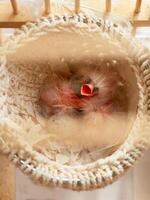 Newly hatched canary chick and eggs in the nest. Baby chick screams, wants to eat. Spring replenishment in the family. Breeding of songbirds at home. Vertical view. photo