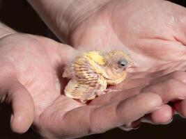 A small chick of a yellow canary in the palms on a dark background. Close-up. photo