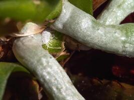 Selective focus of mealybug on orchid roots, close up photo