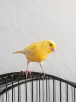 Selective focus. Curious yellow canary looks straight sitting on a cage on a light background. Breeding of songbirds. Vertical view. photo